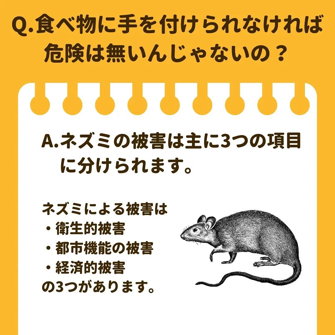 ネズミについてのdm質問にお答えします💡